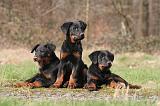 BEAUCERON - PUPPIES 398